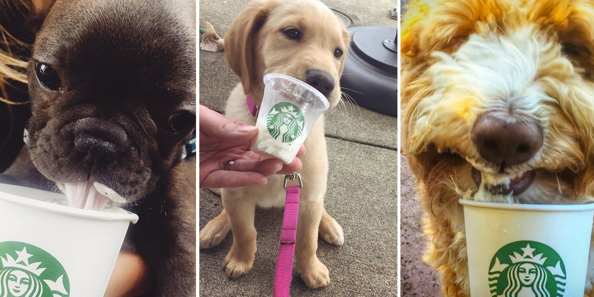 starbucks for dogs puppuccinos starbucks for dogs starbucks for dogs puppuccinos starbucks for dogs