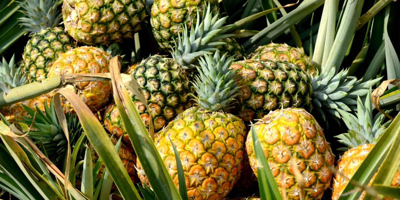 Here's Why Pineapples Always Hurts Your Tongue