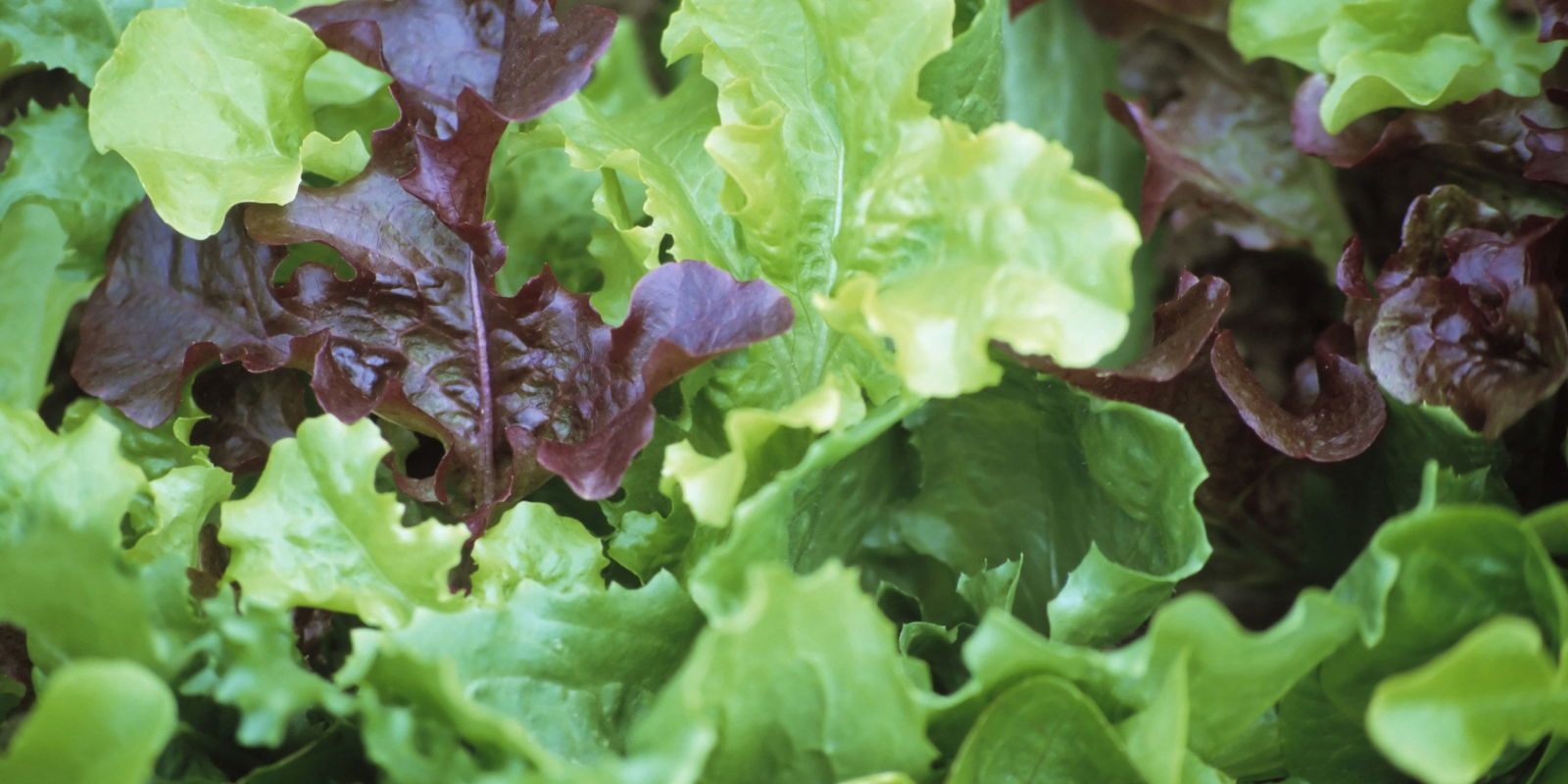 This Hack For Growing Your Own Lettuce Could Save You 300 A Year
