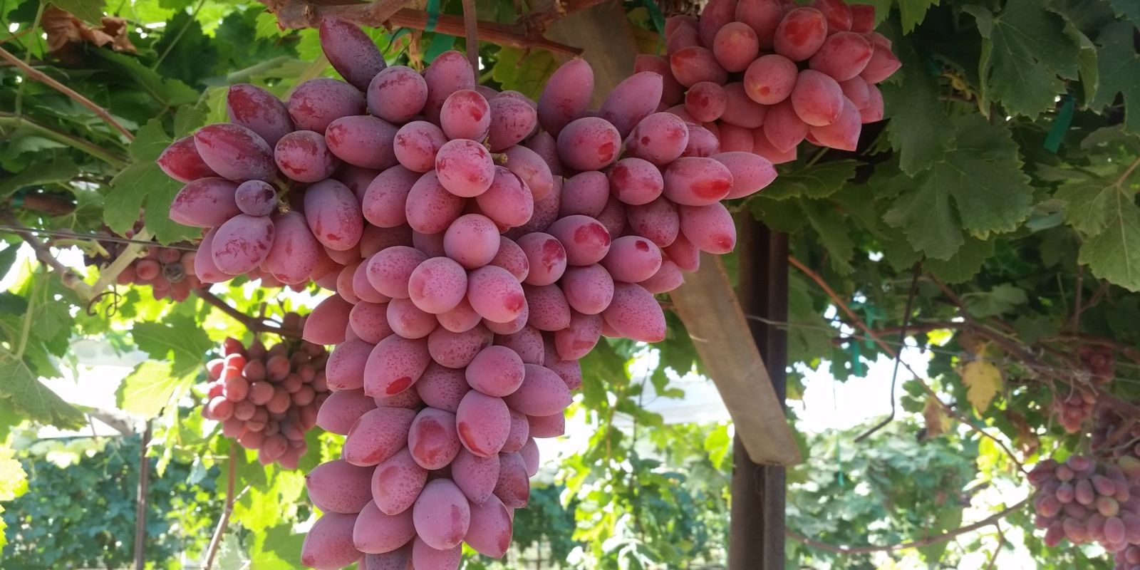 If You Love Cotton Candy Grapes, You Need To Try RockIt Grapes