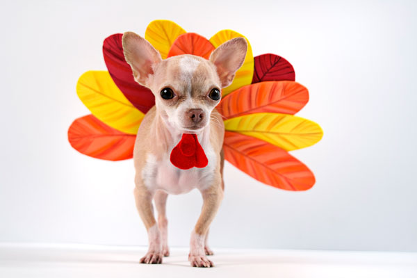 turkey dogs costumes food costumes for dogs delish turkey dogs costumes food costumes for dogs delish