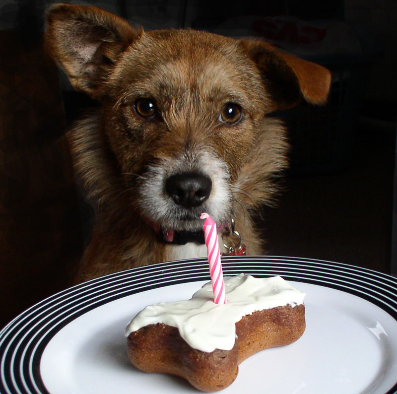 Puppy Eating Birthday Cake Puppy Eating Birthday Cake
