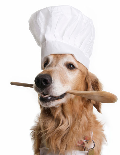 dogs wearing hats dogs wearing chefs hats chefs dogs wearing hats dogs wearing chefs hats chefs